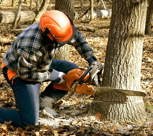 Tree Removal in Lickingville, PA
